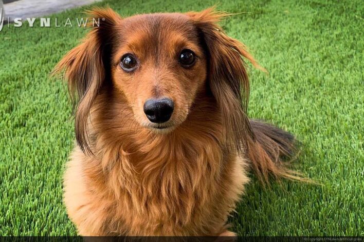 SYNLawn Bahamas pets artificial grass safe for dogs cats and all animals